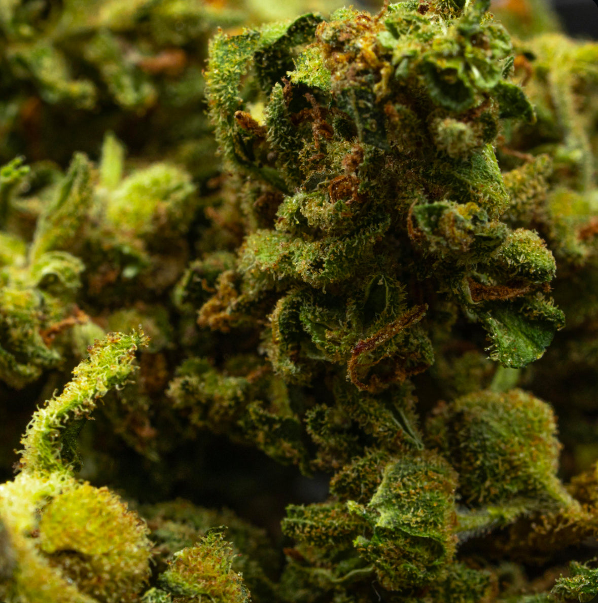 Fleur de CBD « Amnesia »